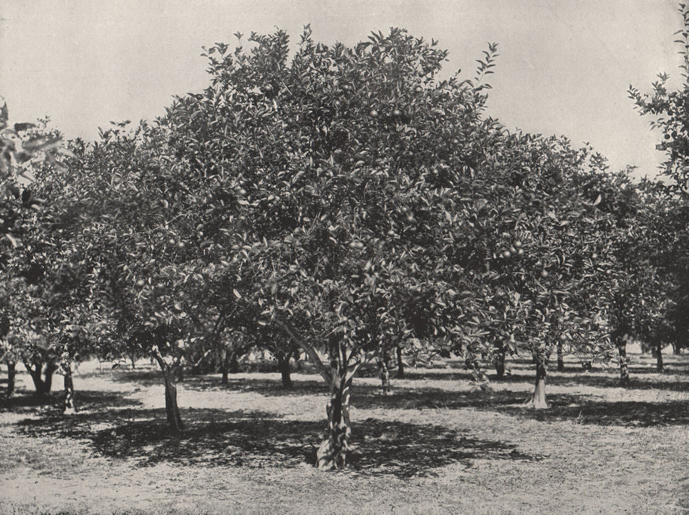 ST. AUGUSTINE. An orange grove near the city. Florida 1895 old antique print